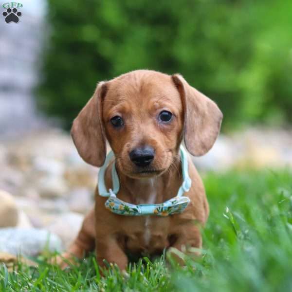 Ace, Dachshund Puppy